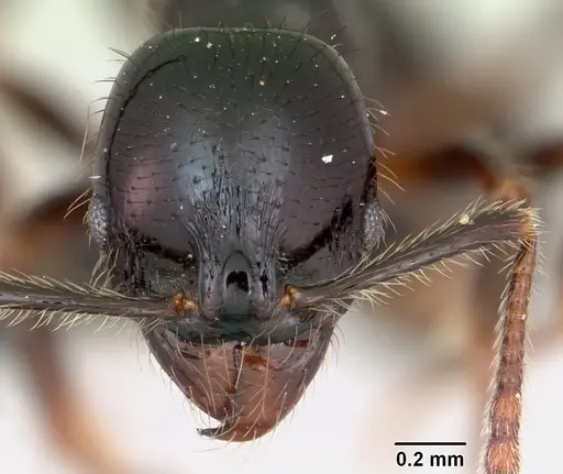 Stenamma expolitum specimen