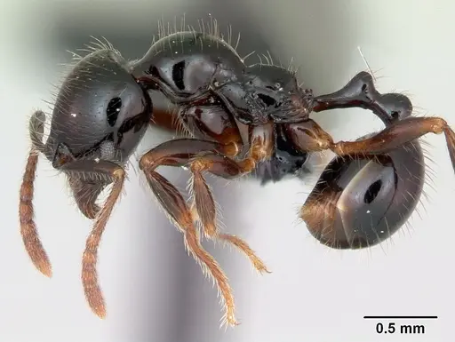 Stenamma expolitum specimen