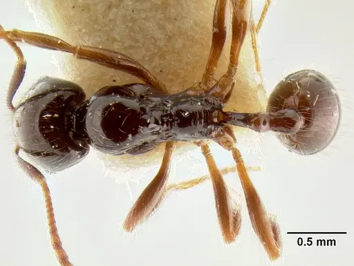 Stenamma expolitum - CASENT0126347