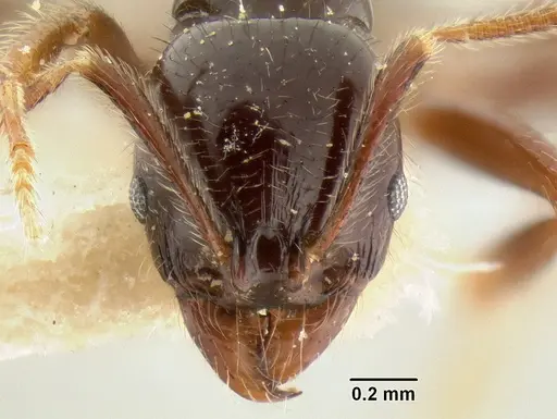 Stenamma expolitum - CASENT0126347