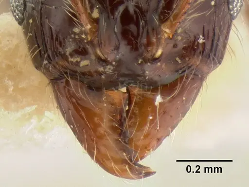 Stenamma expolitum - CASENT0126347