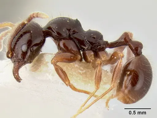 Stenamma expolitum - CASENT0126347