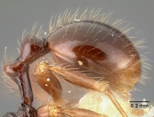 Stenamma expolitum - CASENT0126347