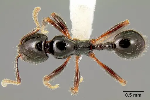 Stenamma expolitum - CASENT0600043