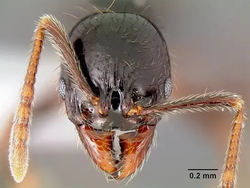 Stenamma expolitum - CASENT0600043