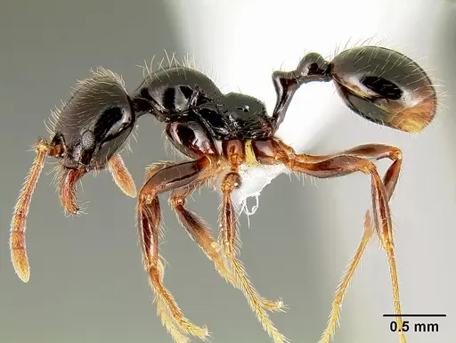 Stenamma expolitum - CASENT0600043