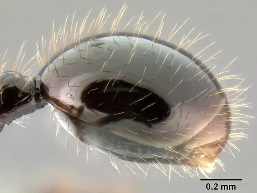 Stenamma expolitum - CASENT0622564