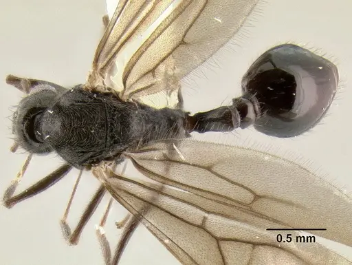 Stenamma expolitum - JTLC000003501