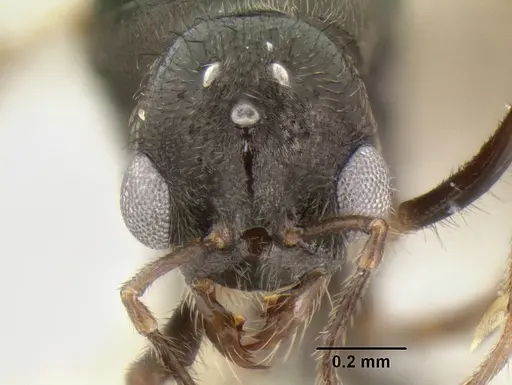 Stenamma expolitum - JTLC000003501