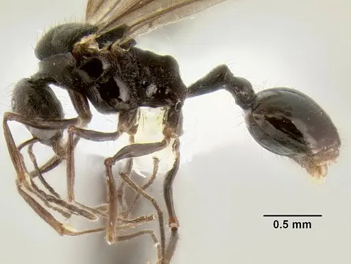 Stenamma expolitum - JTLC000003501