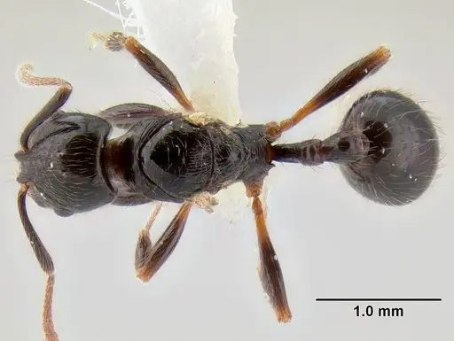 Stenamma expolitum - JTLC000005582