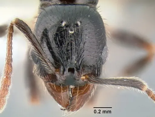 Stenamma expolitum - JTLC000005582