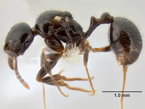 Stenamma expolitum - JTLC000005582