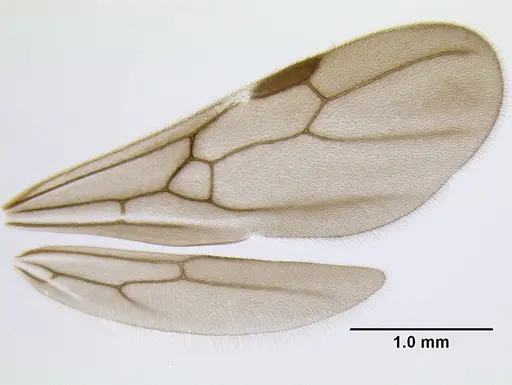Stenamma expolitum - JTLC000005582