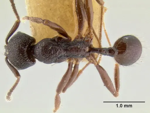 Stenamma felixi specimen