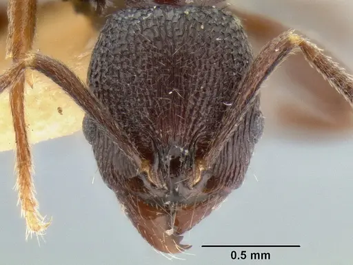 Stenamma felixi specimen