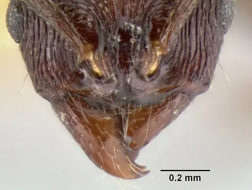 Stenamma felixi specimen