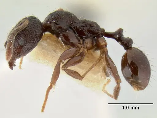 Stenamma felixi - CASENT0126355