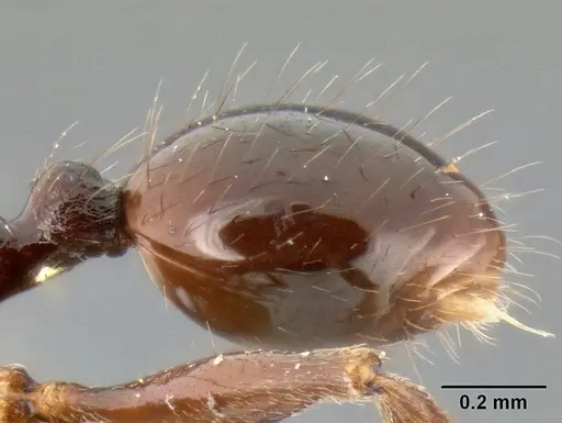 Stenamma felixi - CASENT0126355