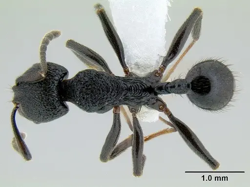 Stenamma felixi - CASENT0620969