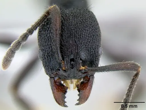 Stenamma felixi - CASENT0620969