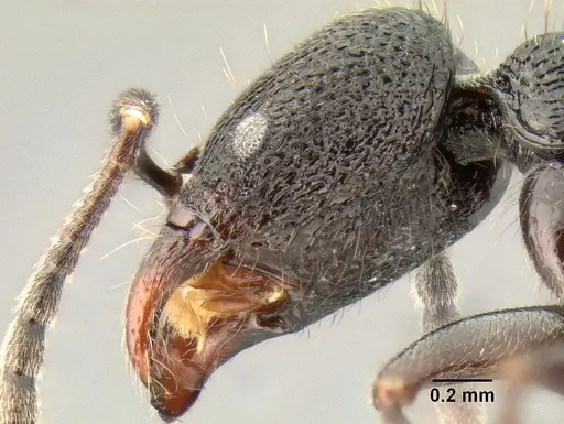 Stenamma felixi - CASENT0620969