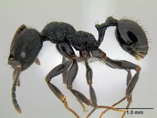 Stenamma felixi - CASENT0620969