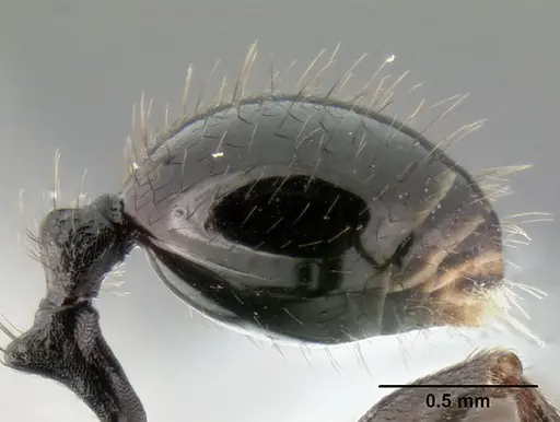 Stenamma felixi - CASENT0620969