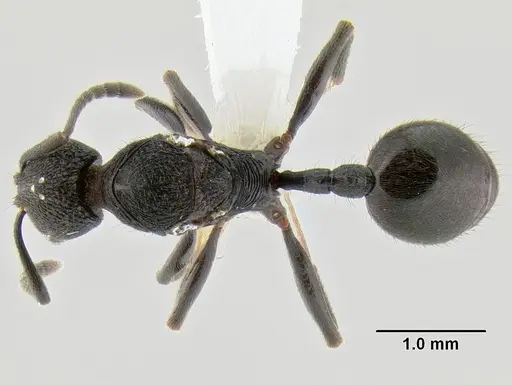 Stenamma felixi - CASENT0622308