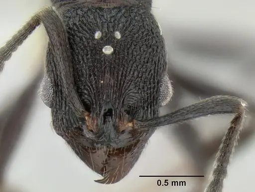 Stenamma felixi - CASENT0622308