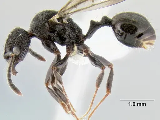 Stenamma felixi - CASENT0622308