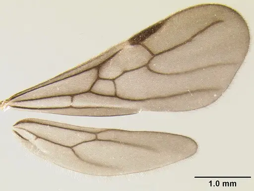 Stenamma felixi - CASENT0622308