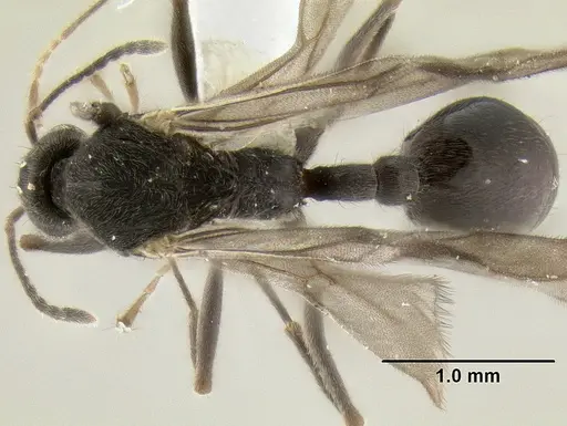 Stenamma felixi - CASENT0622311