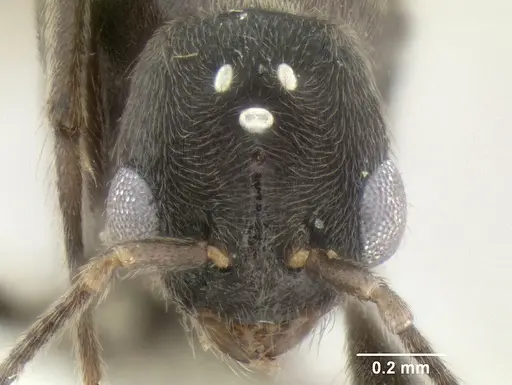 Stenamma felixi - CASENT0622311