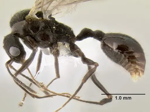 Stenamma felixi - CASENT0622311