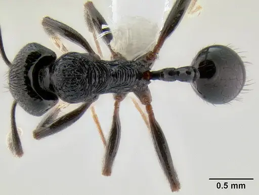 Stenamma felixi - CASENT0622555