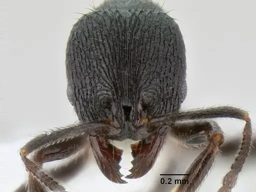 Stenamma felixi - CASENT0622555