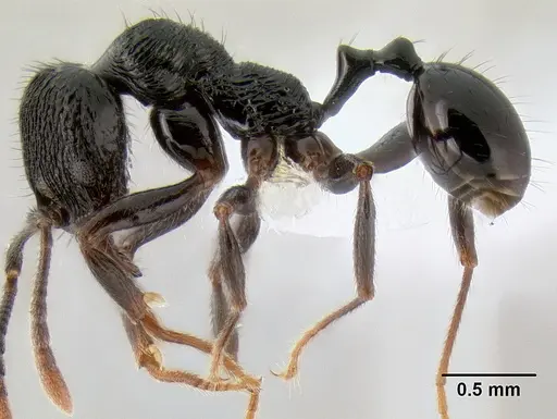 Stenamma felixi - CASENT0622555