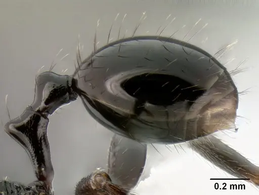 Stenamma felixi - CASENT0622555