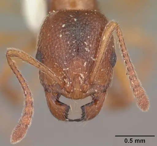 Stenamma foveolocephalum specimen