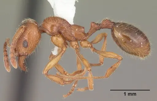 Stenamma foveolocephalum specimen