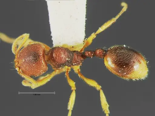 Stenamma foveolocephalum - CASENT0105665