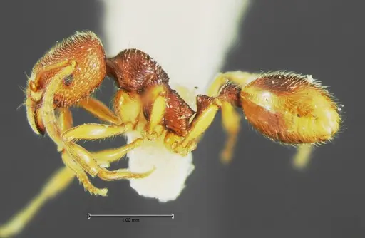 Stenamma foveolocephalum - CASENT0105665