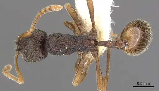 Stenamma gurkhale specimen