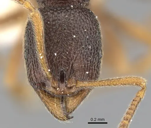 Stenamma gurkhale specimen