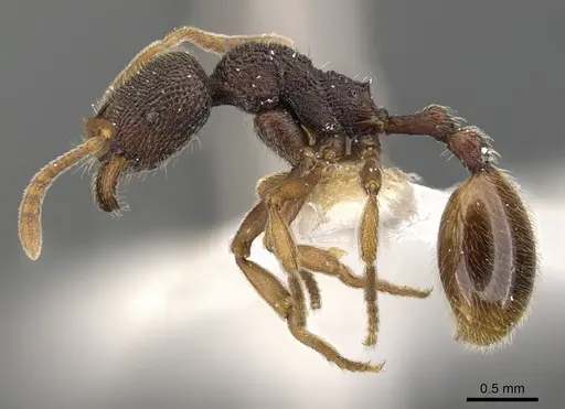 Stenamma gurkhale specimen