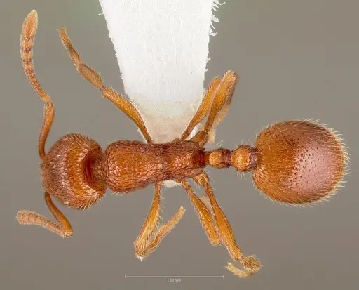 Stenamma heathi specimen