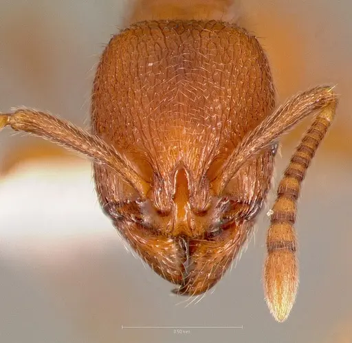 Stenamma heathi specimen