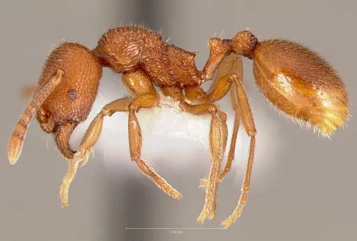 Stenamma heathi specimen