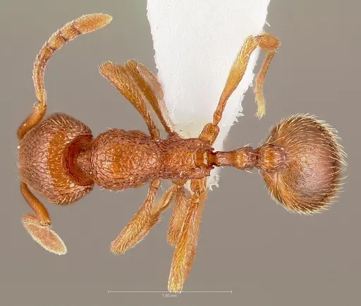 Stenamma heathi - CASENT0005816